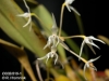 Bulbophyllum laxiflorum  (1)